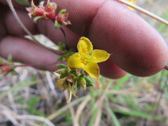 Chaetolepis microphylla
