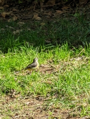 Motacilla cinerea