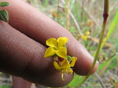 Chaetolepis microphylla