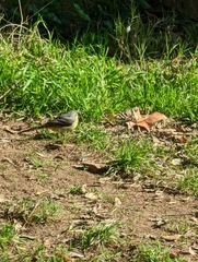 Motacilla cinerea