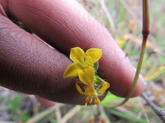 Chaetolepis microphylla