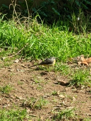 Motacilla cinerea