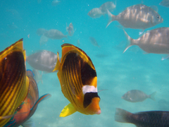 Chaetodon fasciatus