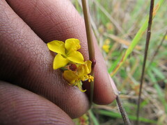 Chaetolepis microphylla