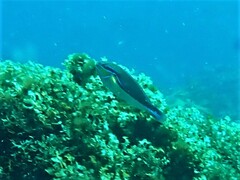 Stethojulis bandanensis