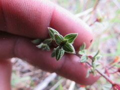 Chaetolepis microphylla