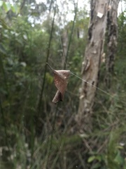 Phonognatha