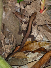 Holcosus leptophrys
