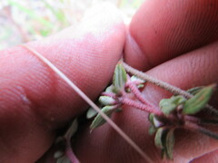 Chaetolepis microphylla