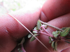 Chaetolepis microphylla