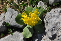 Primula auricula