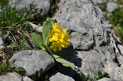 Primula auricula