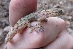 Hemidactylus kushmorensis