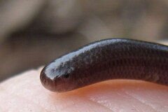 Indotyphlops braminus