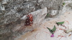 Citheronia albescens