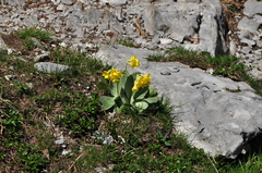 Primula auricula