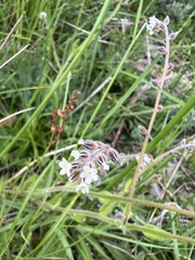 Myosotis australis