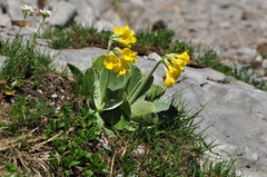 Primula auricula