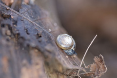 Gastrodontidae
