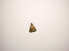 Aglaonice deldonalis
