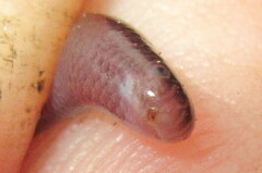 Indotyphlops braminus