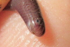 Indotyphlops braminus