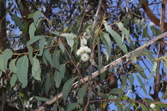 Eucalyptus planchoniana