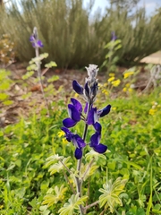 Lupinus pilosus