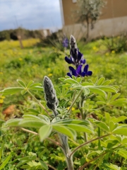 Lupinus pilosus
