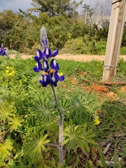 Lupinus pilosus