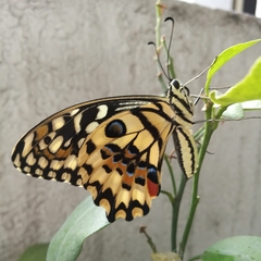 Papilio demoleus
