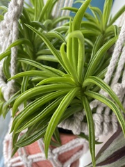 Peperomia ferreyrae