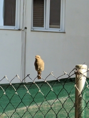 Phoenicurus ochruros