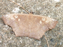 Paragonia cruraria