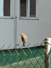 Phoenicurus ochruros