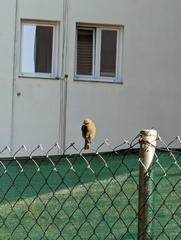 Phoenicurus ochruros