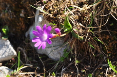 Primula clusiana