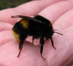 Bombus terrestris audax