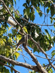 Phoenicurus ochruros
