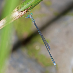 Rhadinosticta simplex