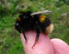 Bombus terrestris audax