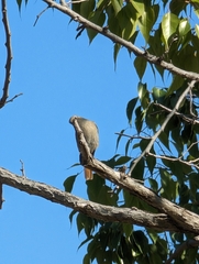 Phoenicurus ochruros