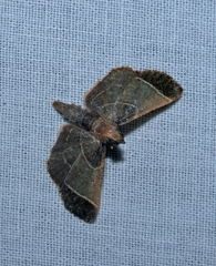 Hypsopygia amoenalis