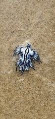 Glaucus atlanticus