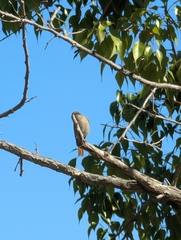 Phoenicurus ochruros