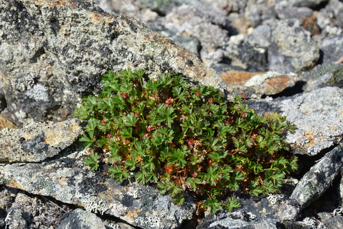 Image of Potentilla elegans by no rights reserved