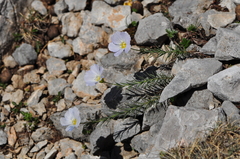 Linum alpinum