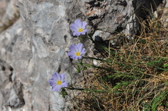 Linum alpinum