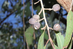 Eucalyptus planchoniana