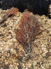 Gongolaria